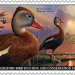 2020-2021 Federal Duck Stamp