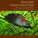 Cover of Black Rail Conservation Plan, depicting a black rail.