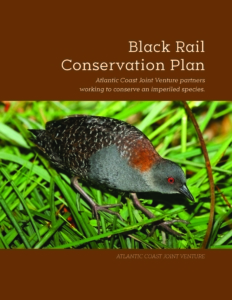 Cover of Black Rail Conservation Plan, depicting a black rail.