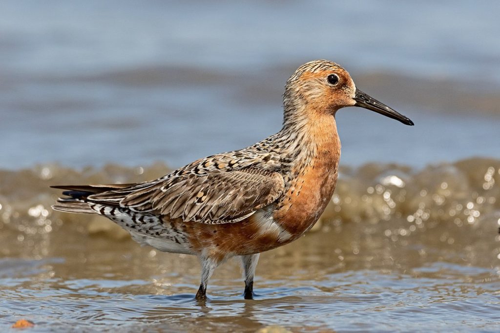 Red Knot wading.