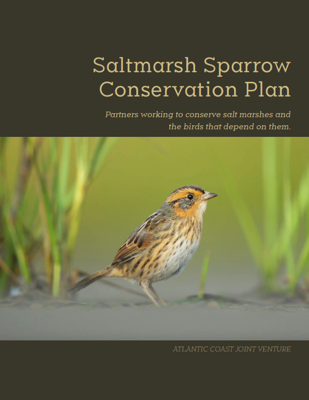 Saltmarsh Sparrow Conservation Plan Released