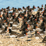 Center for Conservation Biology Launches Shorebird Roost Registry